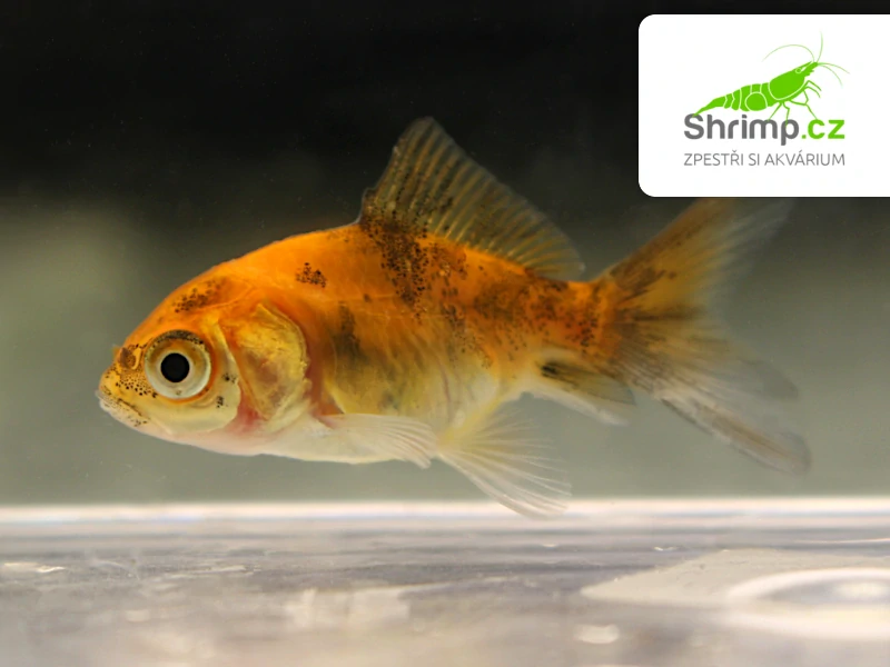 Závojnatka Calico - Carassius auratus