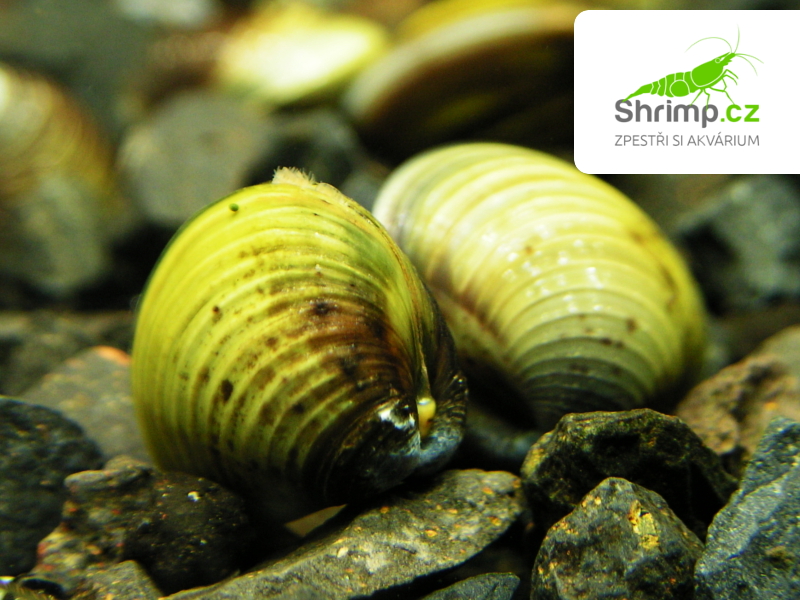 Škeble - Korbikula jávská