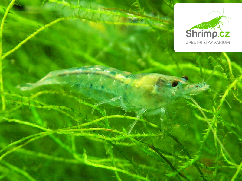 Blue Jelly 20 ks - (Neocaridina davidi)