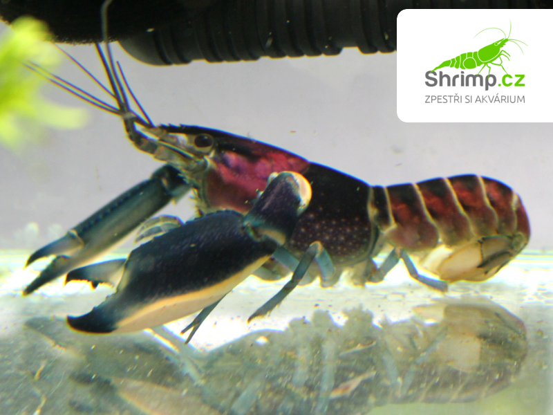 Rak Cherax Pulcher - samice