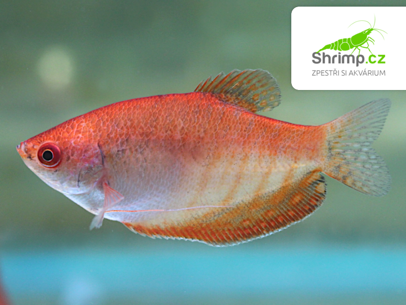 Čichavec golden red eye - Trichopodus trichopterus