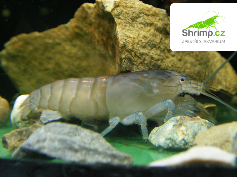 Kreveta Gabonská 5-7 cm - Atya gabonensis 
