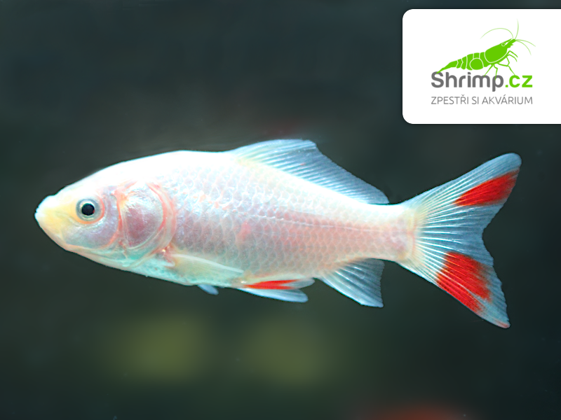 Karas červeno-bílý 9-11 cm - Carassius auratus (DO JEZÍRKA)