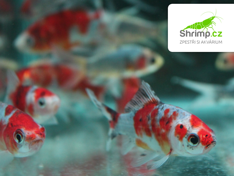 Karas Shubunkin 5-6 cm - Carassius auratus (DO JEZÍRKA)