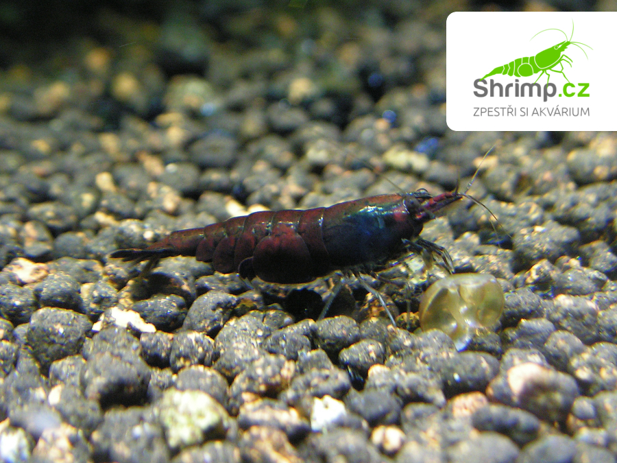 Chocolate 10 ks - Neocaridina davidi