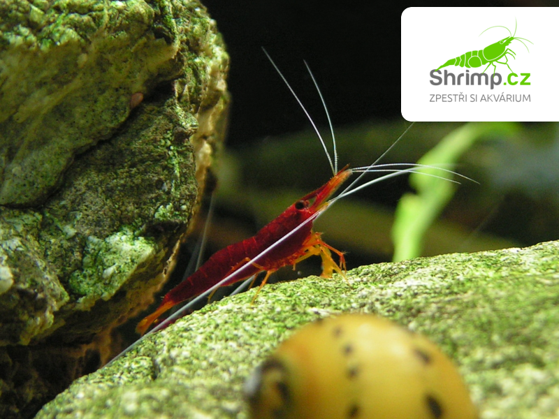 Sulawesi Yellow Nose - Caridina spinata