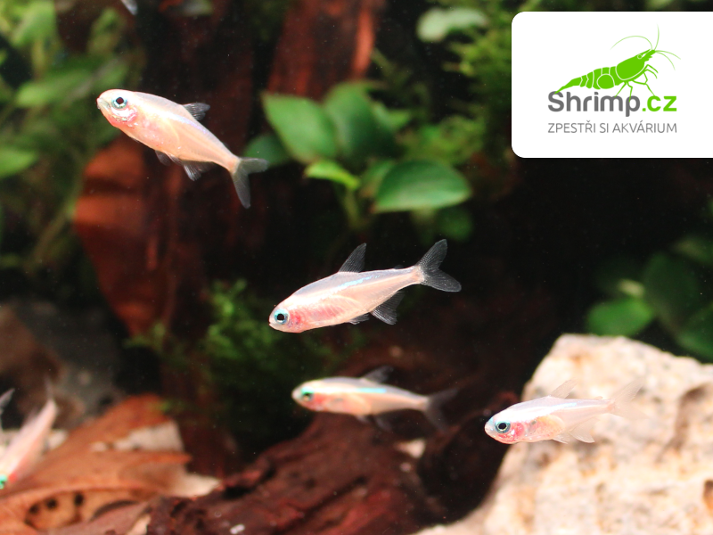 Neonka zlatá 20 ks - Paracheirodon innesi sp. Gold