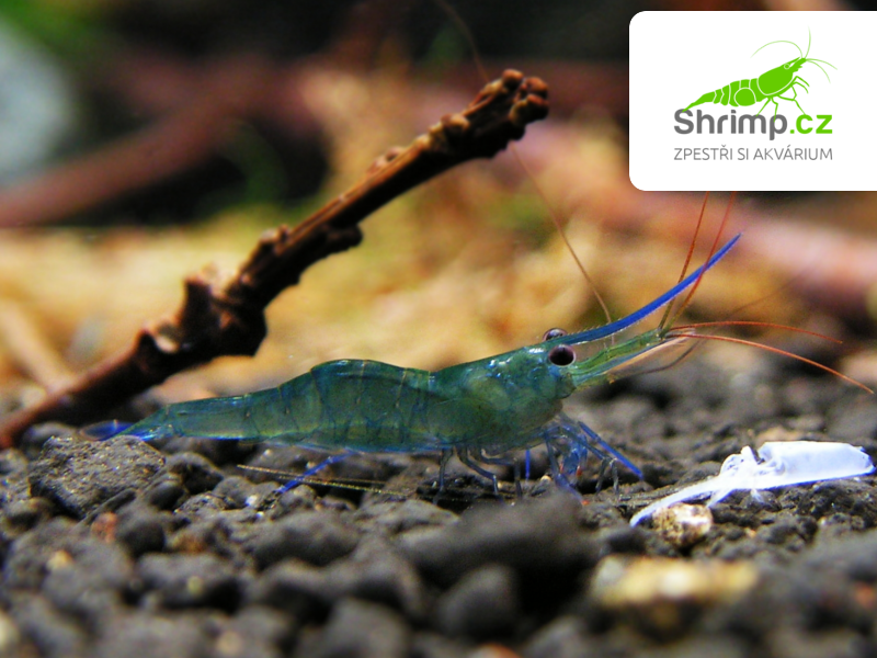 Krevetka Blue Leg Poso 20 ks - Caridina caerulea