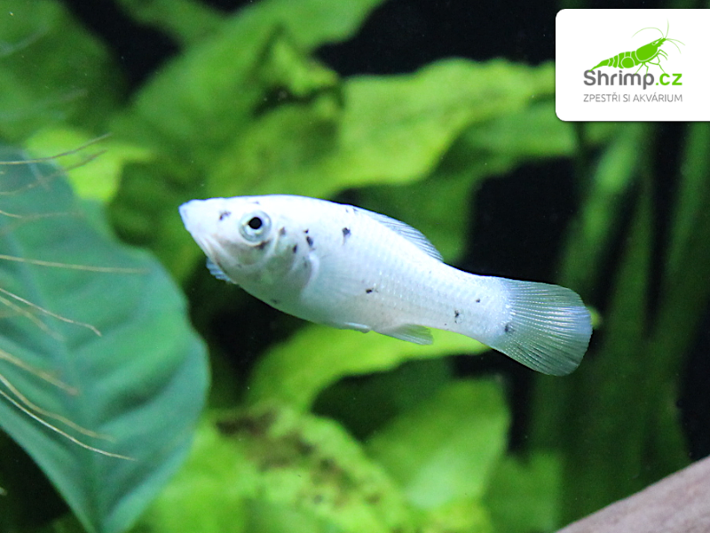 Dalmatin Molly - Poecilia latipinna 