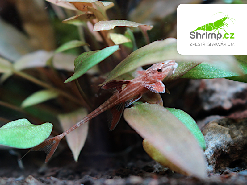 Loricaria rineloricaria sp. Red (L010A)
