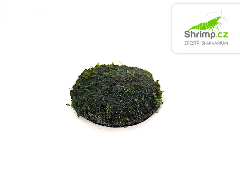 Christmas moss (Vesicularia montagnei) na kokosové korunce
