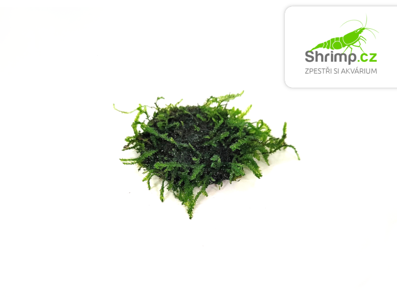 Java Moss (Taxiphyllum barbieri) na kokosové korunce