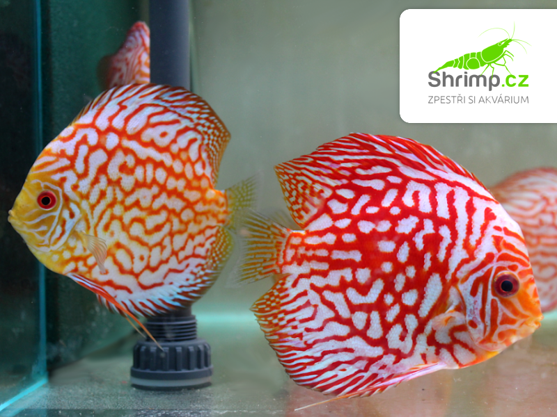 Terčovec Pigeon Checkerboard 9 cm - Symphysodon discus
