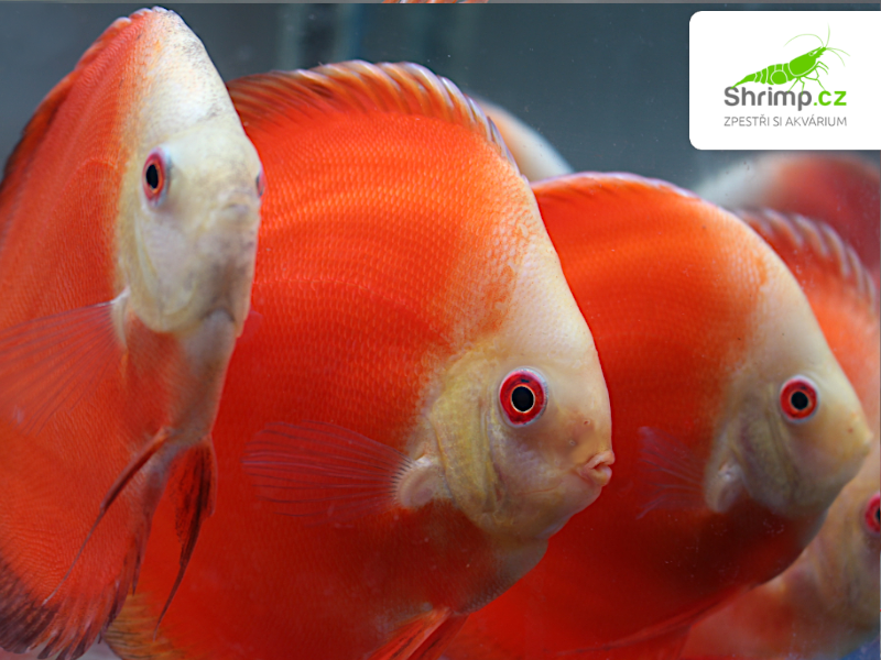 Terčovec Super Red Melon 10-12 cm - Symphysodon discus