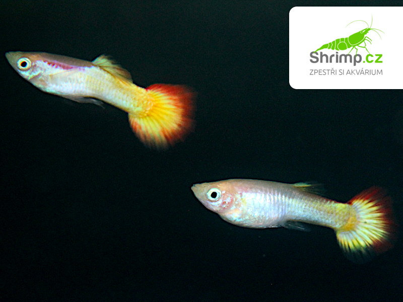 Živorodka Sunset - samička