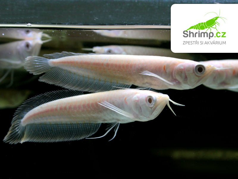 Arowana Silver Albino 10 cm