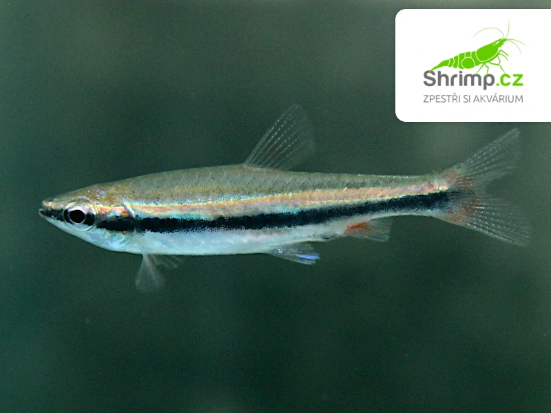 Drobnoústka pruhovaná - Nannostomus beckfordi