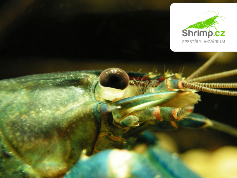 Rak Cherax sp. Blue Moon - samec