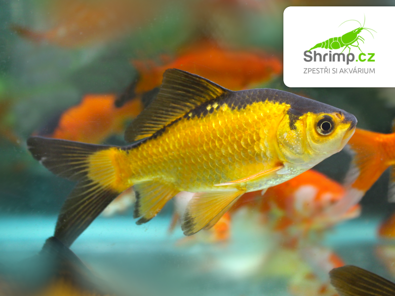Karas černo-oranžový 10-12 cm - Carassius auratus