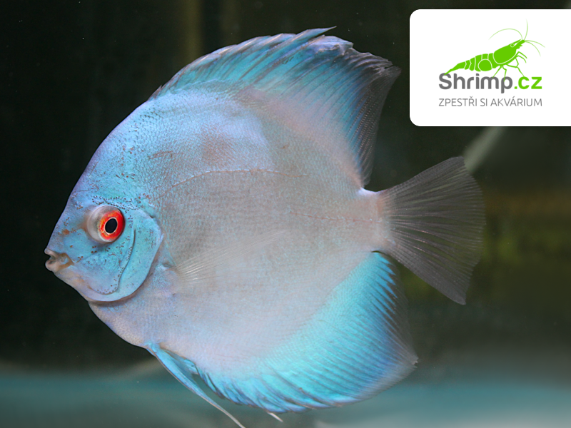 Terčovec Blue Diamond 10-12 cm - Symphysodon discus