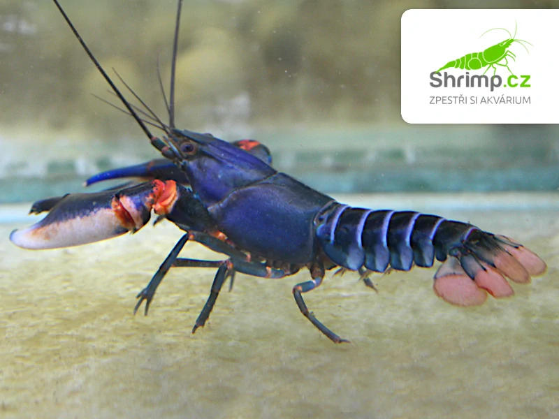 Rak Blue Kong - samice - Cherax alyciae