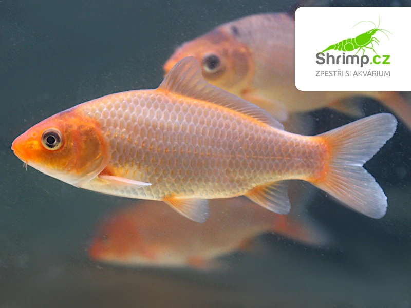 Koi kapr mix B 8-10 cm - Cyprinus carpio (DO JEZÍRKA)