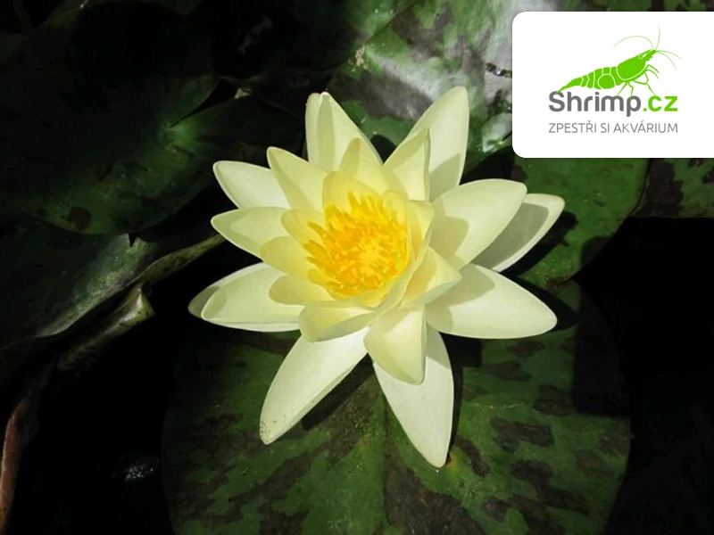 Nymphaea 'Chromatella' – blistr 18 cm