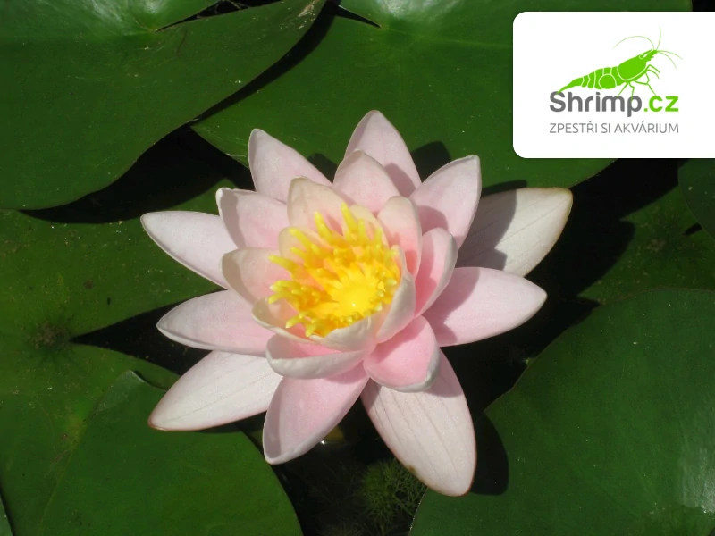 Nymphaea ‘Marliacea Carnea’ – blistr 18 cm