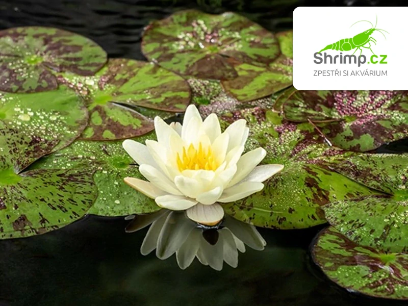 Trio leknínů (Nymphaea ‘Alba’, ‘Attraction’, ‘Chromatella’) – blistr