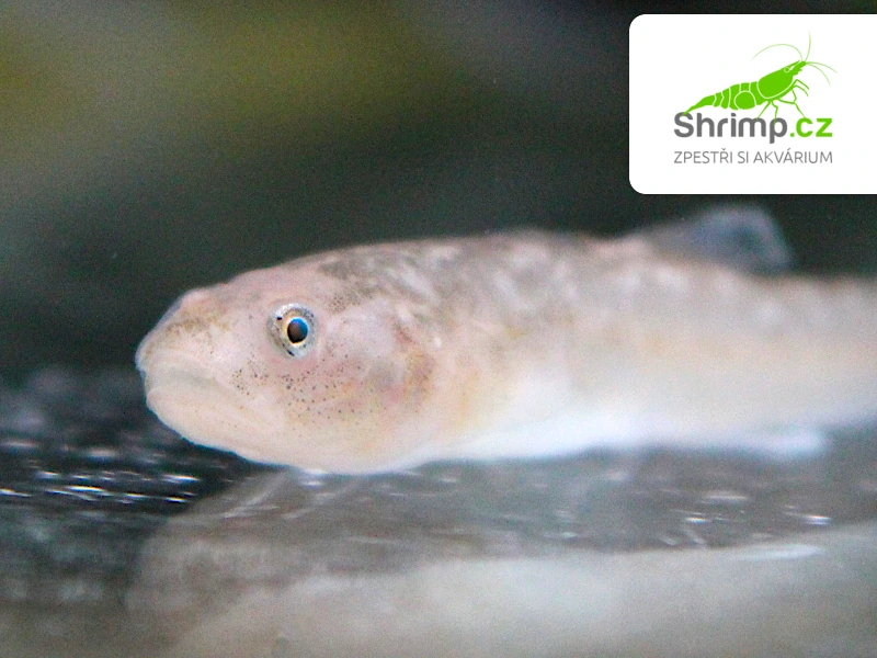 Hlaváč pustinný - Chlamydogobius eremius 