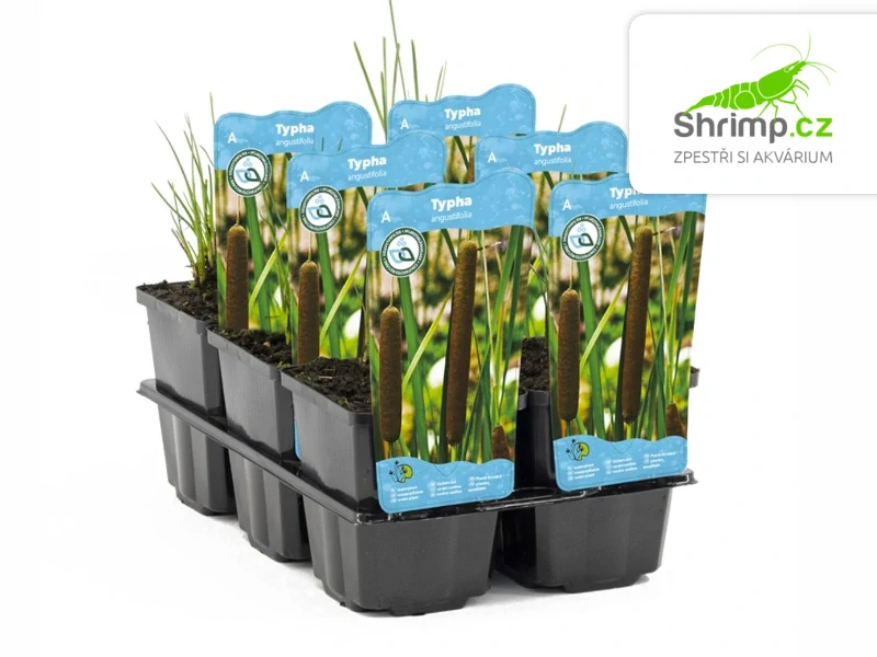 Typha angustifolia – košík 9x9 cm 