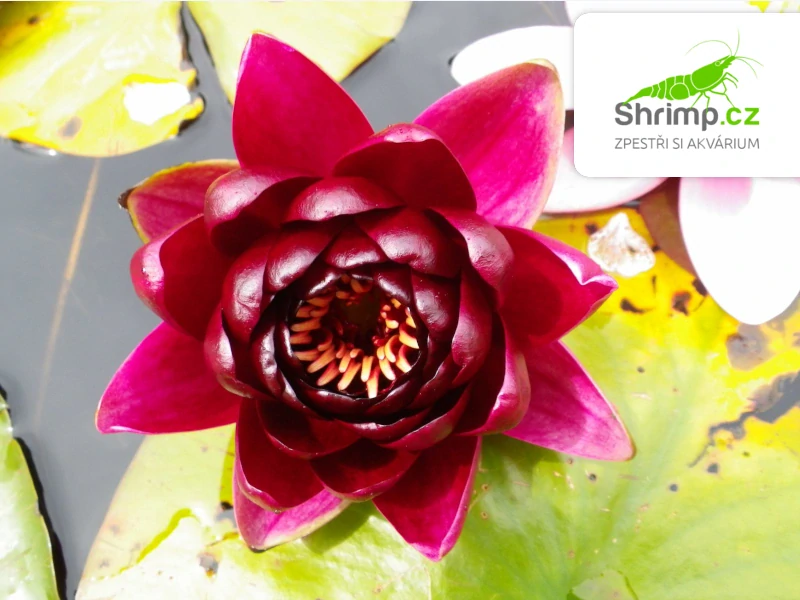 Nymphaea 'Burgundy Princess' – košík 11x11 cm