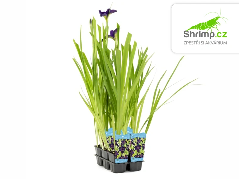 Iris 'Black Gamecock' – košík 9x9 cm