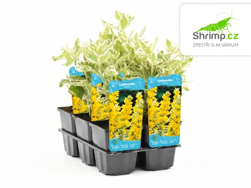 Lysimachia 'Variegata' – košík 9x9 cm