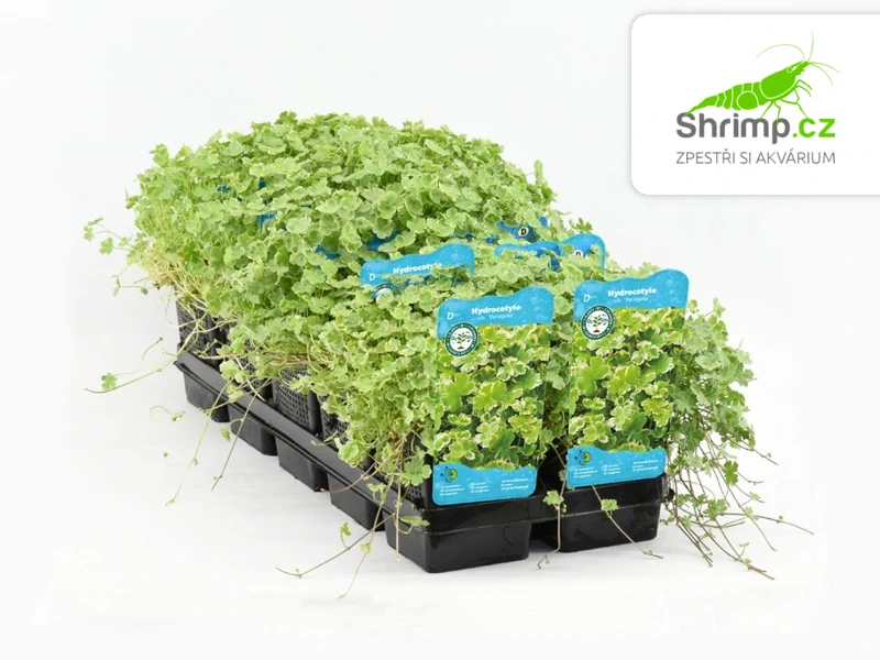 Hydrocotyle sib. ’Variegata’  – košík 11x11 cm