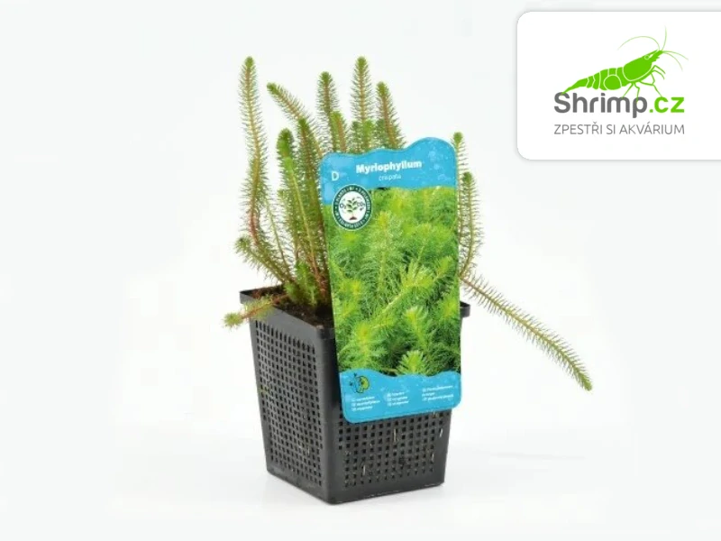 Myriophyllum rubricaule – košík 11x11 cm