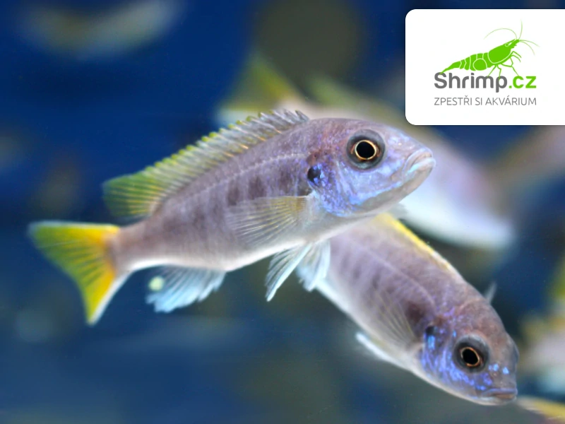 Tlamovec žlutoocasý - Pseudotropheus acei