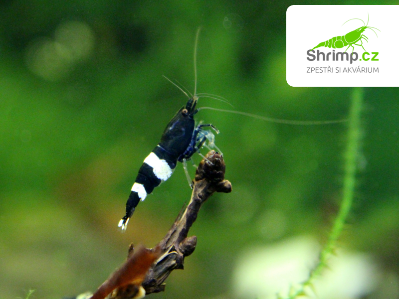 Black Panda 10 ks (Caridina sp.)