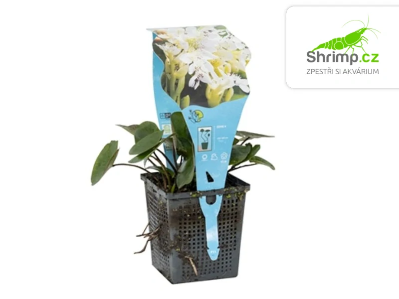 Aponogeton distachyos – košík 11x11 cm