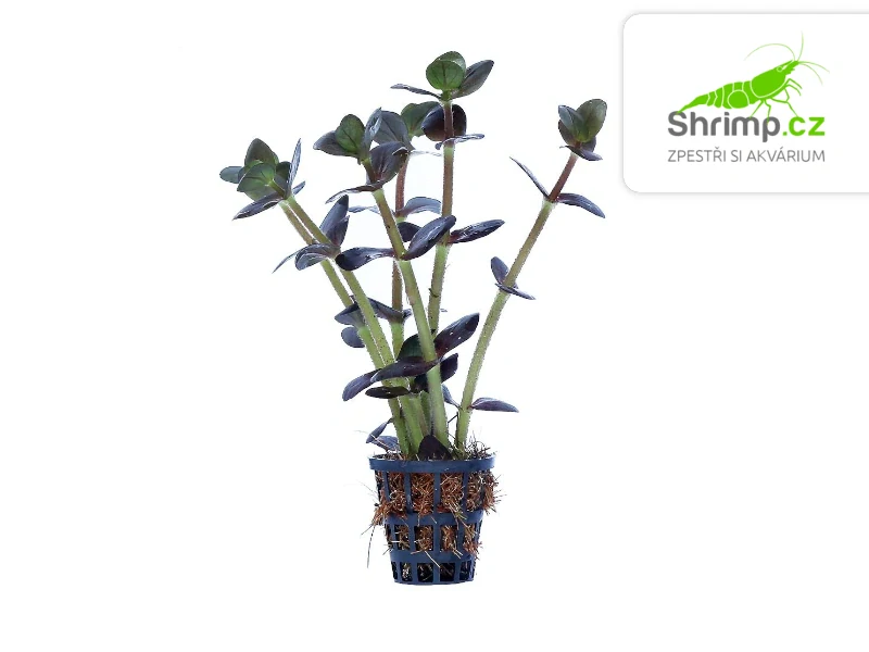 Bacopa salzmannii Purple