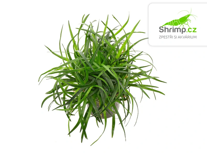 Eriocaulon sp. ‘Vietnam’ - košík