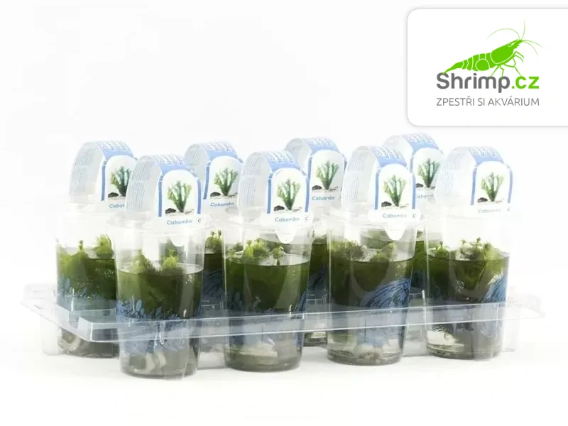 Cabomba caroliniana – pohár Ø 12 cm