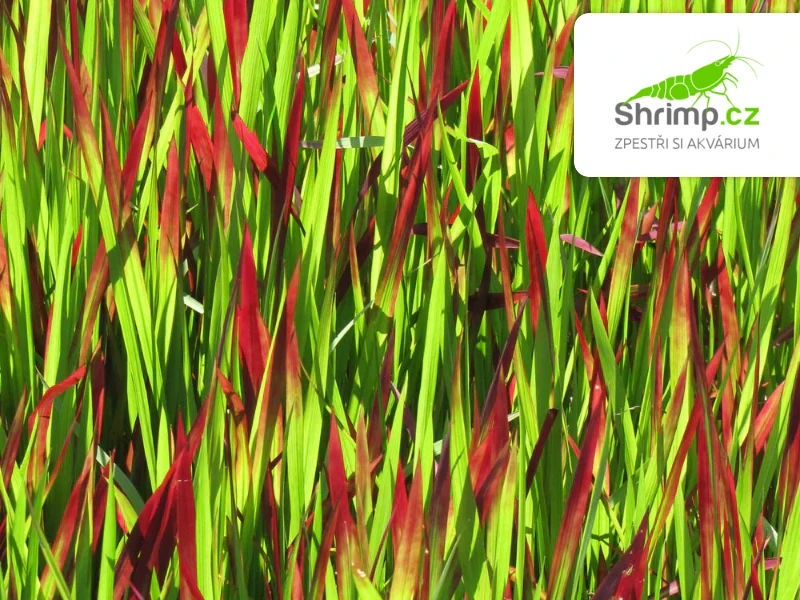 Imperata cylindrica 'Red Baron' – košík 9x9 cm