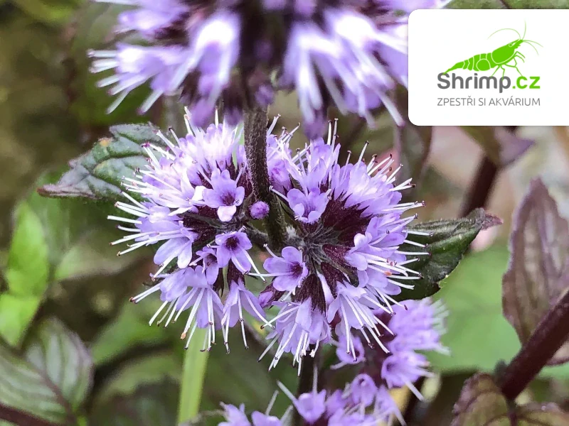 Mentha aquatica – košík 9x9 cm