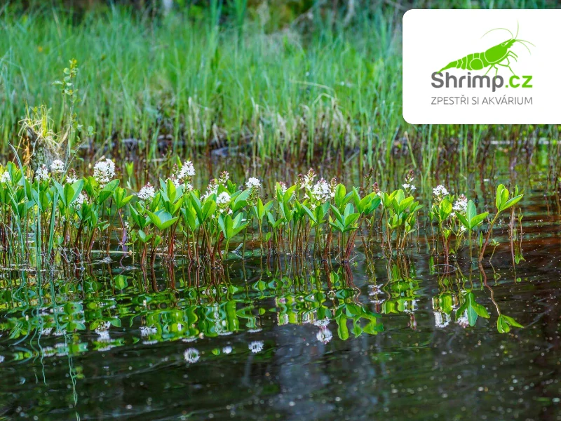 Menyanthes trifoliata – košík 9x9 cm