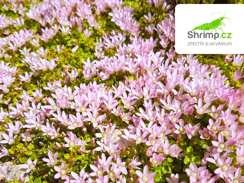 Anagallis tenella – košík 11x11 cm