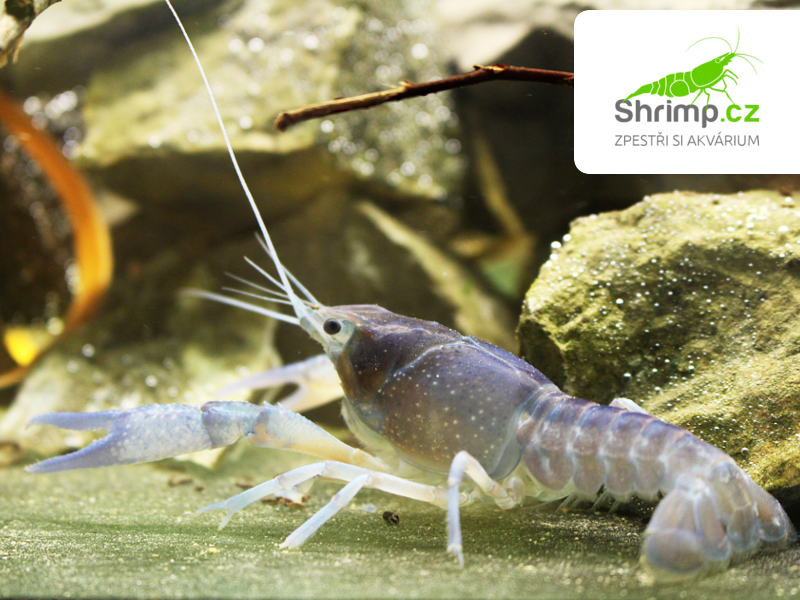 Rak floridský - Procambarus alleni