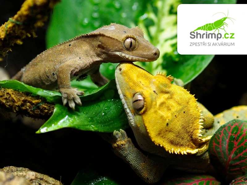 Pagekon řasnatý – Correlophus ciliatus