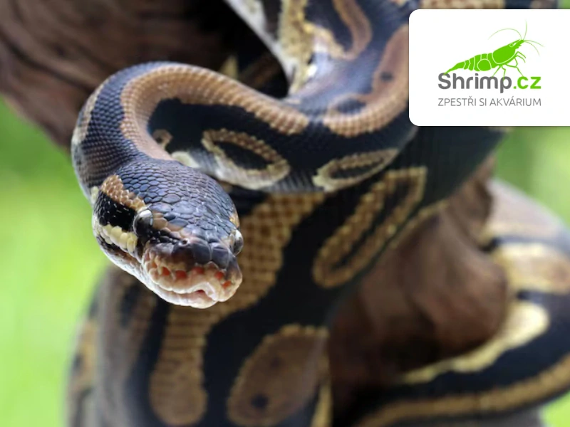 Krajta královská – Python regius