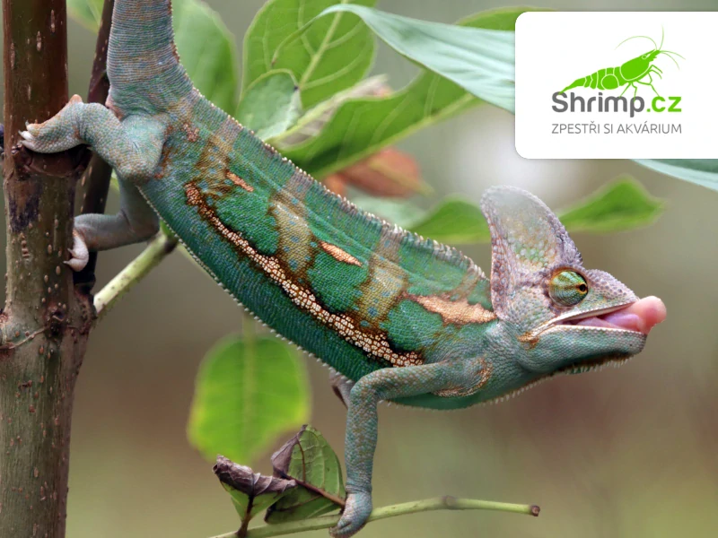 Chameleon jemenský samec – Chamaeleo calyptratus